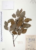 藏品(樟樹)的圖片