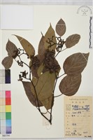 藏品(拐棗、枳椇)的圖片