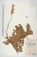 藏品(紅葉藤)的圖片