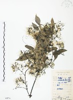 藏品(柱果鐵線蓮)的圖片