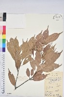 藏品(子彈石櫟)的圖片