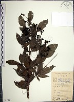 藏品(山埔姜)的圖片