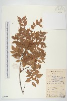 藏品(紅葉藤)的圖片