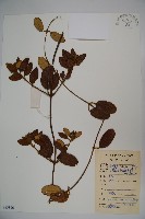 藏品(皺葉忍冬)的圖片