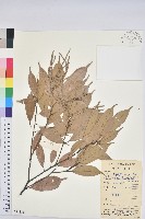 藏品(子彈石櫟)的圖片