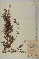藏品(小艾、矮蒿)的圖片