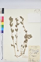 藏品(乳仔草)的圖片