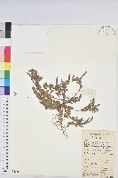 藏品(葉下珠、珠仔草)的圖片