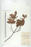 藏品(杜英、山杜英、蘭嶼杜英)的圖片