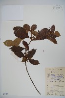 藏品(南方莢迷)的圖片