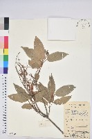 藏品(粗糠柴)的圖片