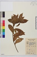 藏品(鈍齒鼠李)的圖片