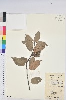 藏品(反刺苦櫧)的圖片