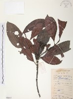 藏品(九節木、牛屎烏、青龍吐霧)的圖片