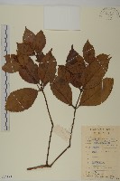 藏品(草珊瑚、紅果金粟蘭)的圖片