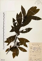 藏品(山胡椒)的圖片