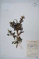 藏品(刺莧)的圖片