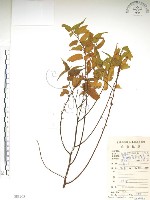 藏品(銳葉山黃麻)的圖片