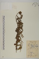 藏品(牡蒿)的圖片