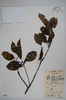 藏品(鐵冬青)的圖片