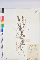 藏品(通奶草)的圖片