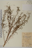 藏品(黃蒿)的圖片