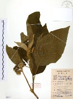 藏品(山煙草)的圖片