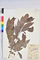 藏品(日本五月茶、南投五月茶)的圖片