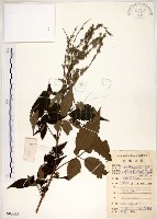 藏品(黃荊)的圖片