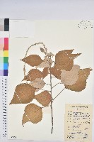 藏品(白背葉)的圖片