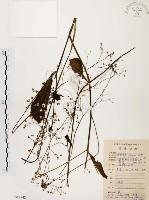 藏品(土人參)的圖片