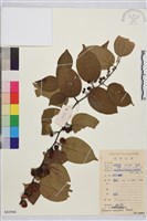 藏品(長梗銅錢樹)的圖片