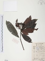 藏品(九節木、牛屎烏、青龍吐霧)的圖片