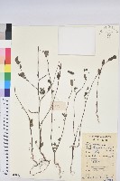 藏品(通奶草)的圖片