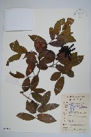 藏品(假鷹爪)的圖片