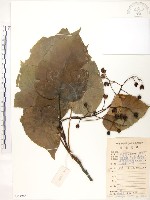 藏品(山桐子)的圖片