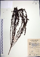 藏品(鐵掃帚、千里光)的圖片