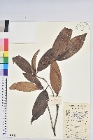 藏品(六角杜鵑)的圖片