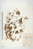 藏品(心萼薯)的圖片