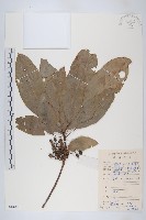 藏品(牛耳楓)的圖片