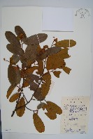 藏品(瓜馥木)的圖片