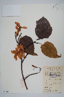 藏品(青榨槭)的圖片