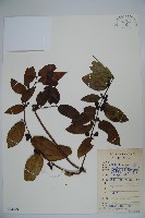 藏品(裡白忍冬、紅腺忍冬)的圖片