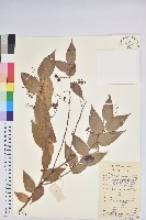 藏品(滿山香)的圖片