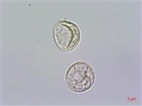 藏品(糯米團)的圖片