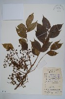 藏品(野漆樹)的圖片