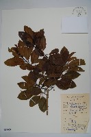 藏品(細果鐵冬青)的圖片