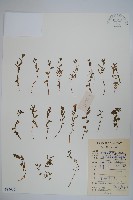 藏品(半邊蓮、鐮磨仔草)的圖片