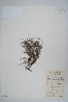 藏品(附地菜)的圖片