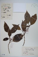 藏品(高山莢迷)的圖片